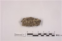 藏品(麩石蕊)的圖片